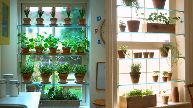 Plant Shelves For Windows